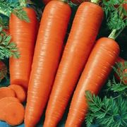 Carota-11