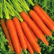 Carota-16