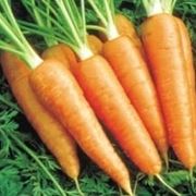Carota-18