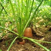 Carota-19