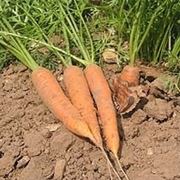 Carota-21
