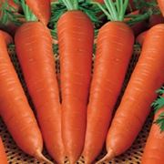Carota-24