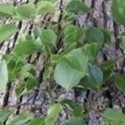 Albero della canfora: coltivazione
