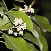 Albero di canfora: caratteristiche generali