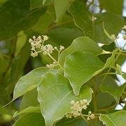 Albero di canfora: moltiplicazione