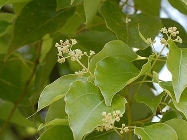 Albero di canfora: moltiplicazione