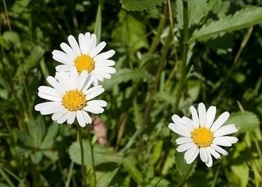 camomilla