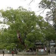 Caratteristiche dell'albero della canfora