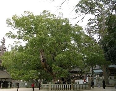Caratteristiche dell'albero della canfora