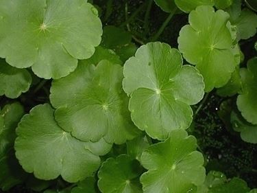centella-7