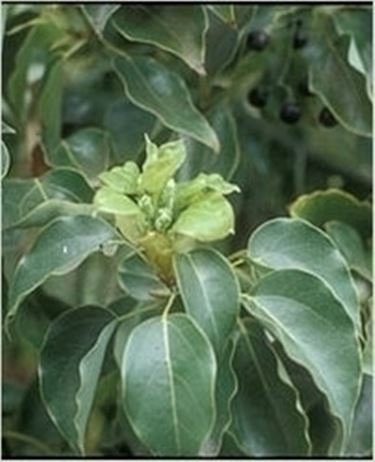 Domanda : Albero della Canfora