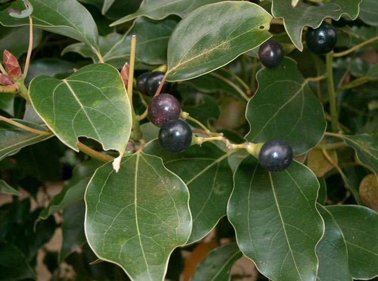 Domanda: i miei alberi di canfora