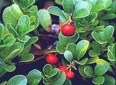 DOSAGGI DELLA TINTURA MADRE DI UVA URSINA