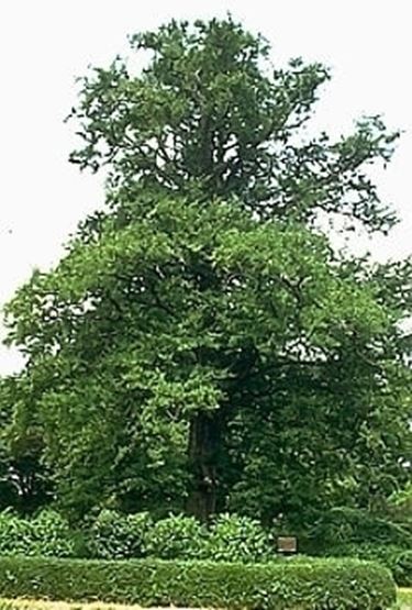 ginko-2