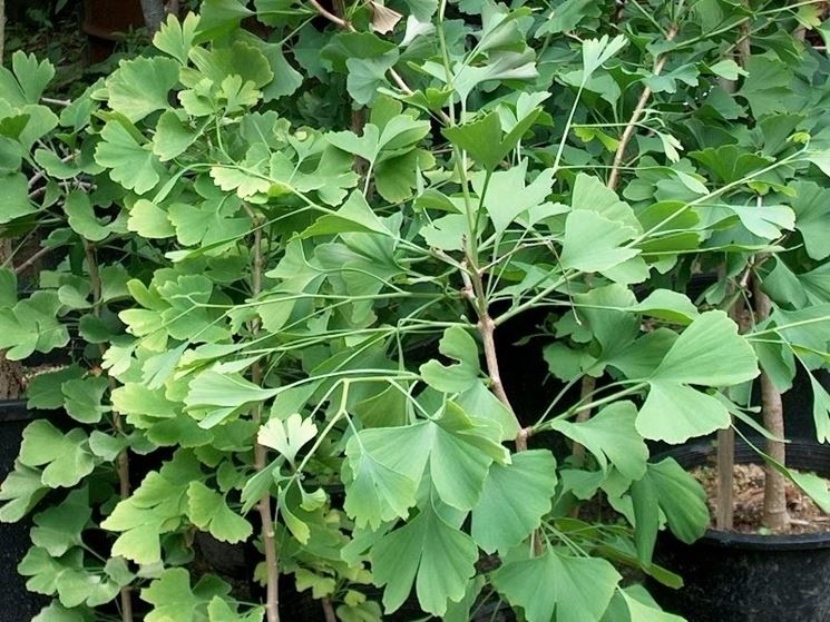 ginko-5