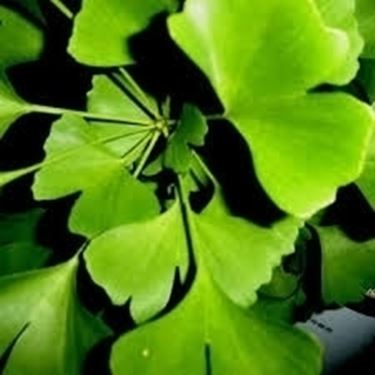 ginko-7