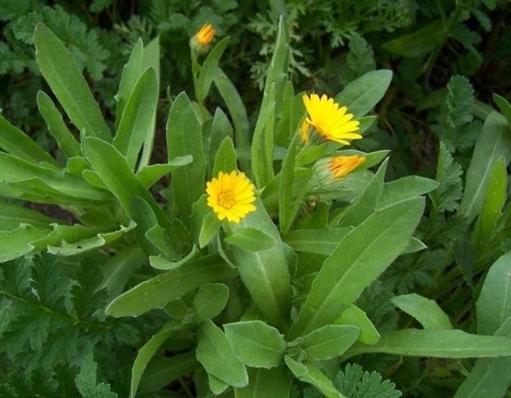 la calendula-5