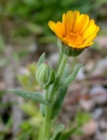 la calendula-6
