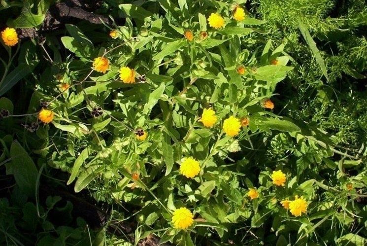 la calendula-7