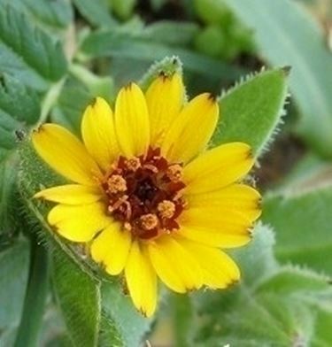 la calendula-9