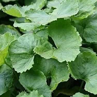 Le tisane di erbe anticellulite