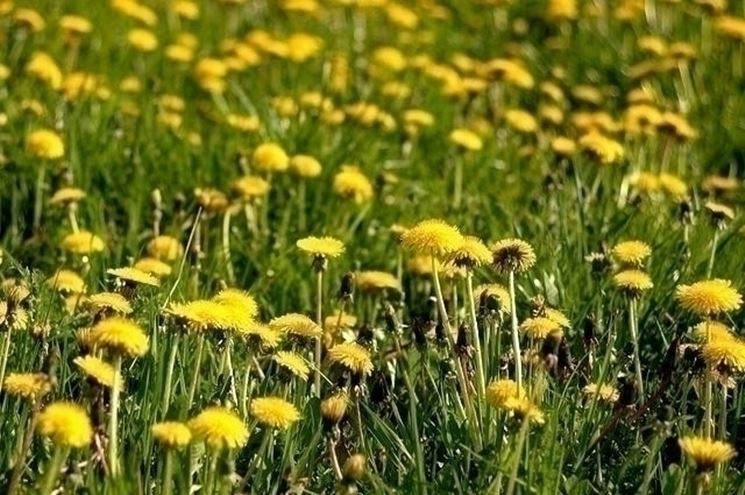Come coltivare il tarassaco