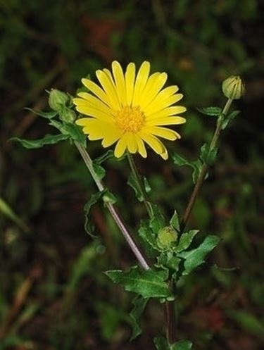 Origini della Calendula