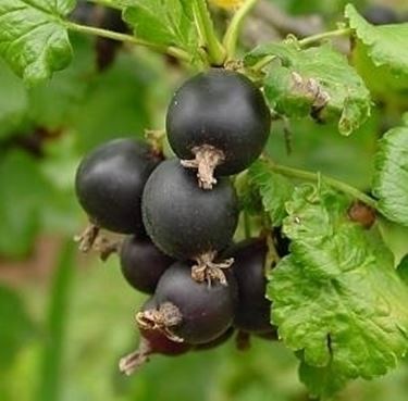 ribes nero-1