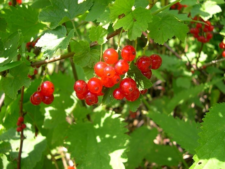 Come coltivare il ribes nero