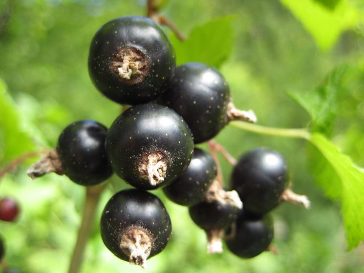 ribes nero-4