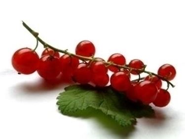 ribes nero-5