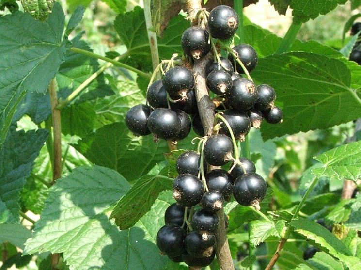 ribes nero-7