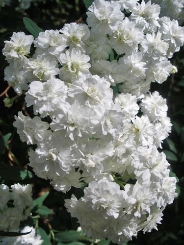 spirea-4