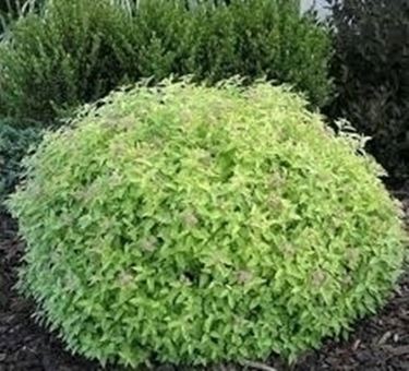 spirea-5