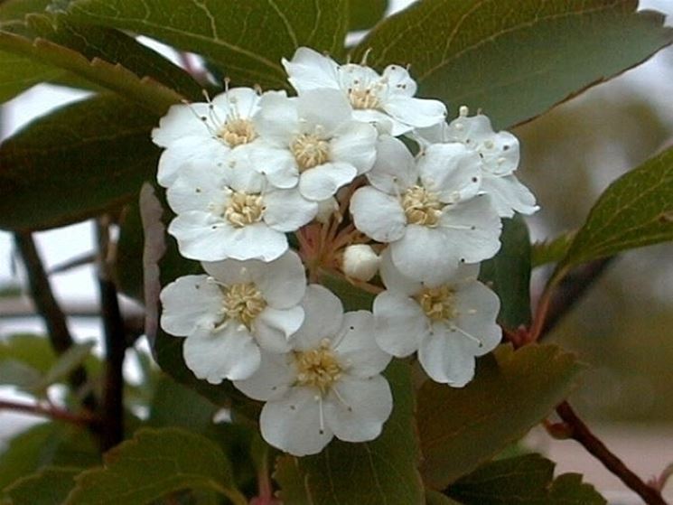 spirea-7