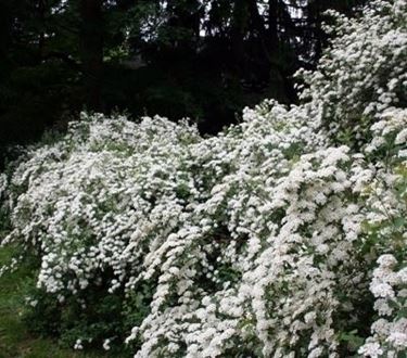 spirea-8