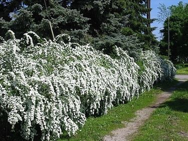 spirea-9
