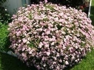 Spirea