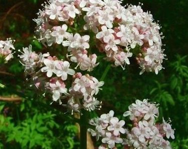 tintura madre valeriana