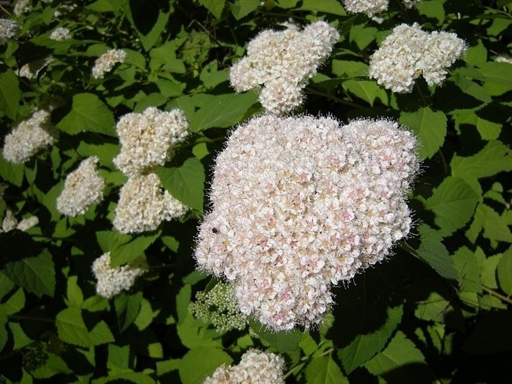 Utilizzi della Spirea
