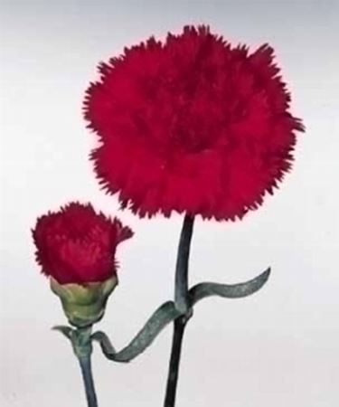Come si usano i fiori di garofano?
