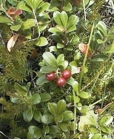 uva ursina-6