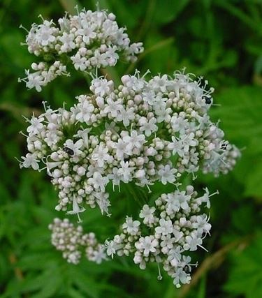valeriana-7