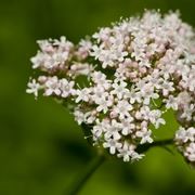 valeriana-8