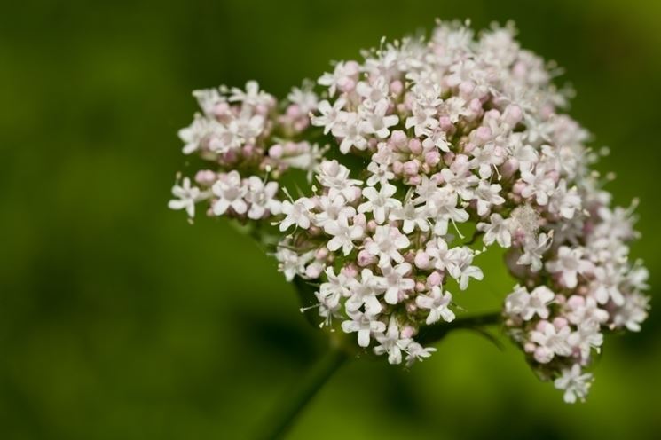 valeriana-8