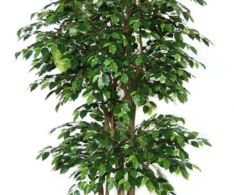Ficus beniamino