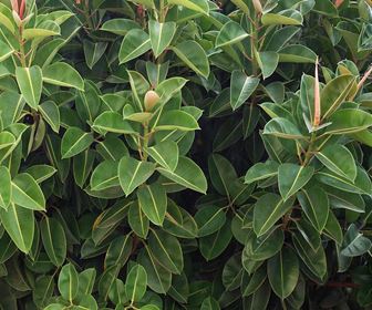 Ficus elastica