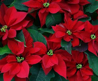 Fiori e natale