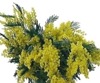 Fiori piante