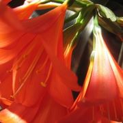 bouquet per amicizia